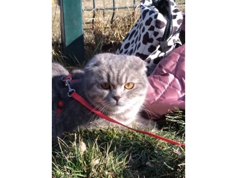 Ücretsiz sahiplendirme scottish fold kedisi