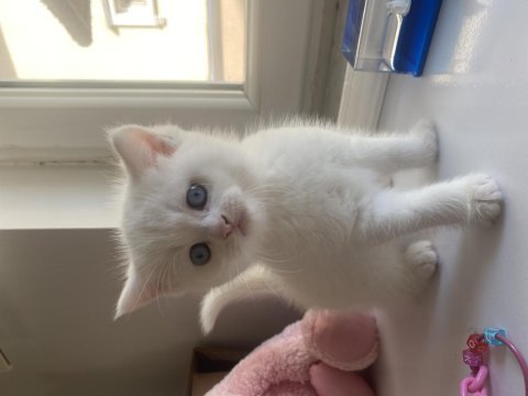 Safkan british shorthair