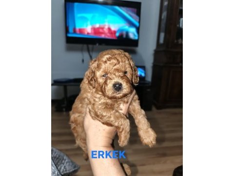 Toy poodle yavrularımız sahiplendirilecek