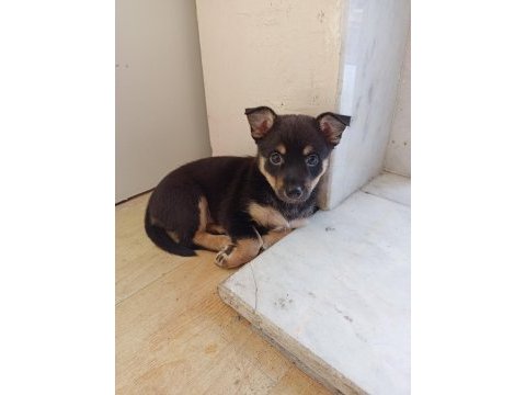 Minyatür pinscher dişi