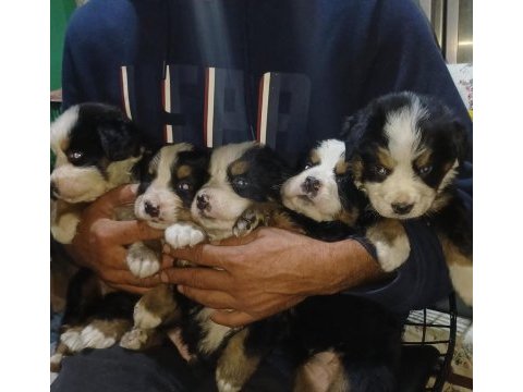 Bernese mountain dog