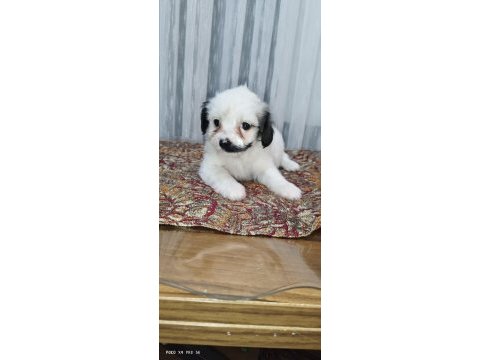 3 sevimli çocuk morkie