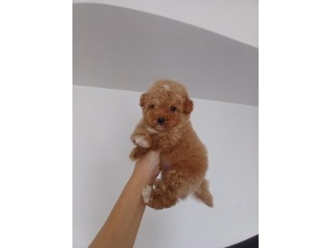 Yumoş poodle bebekler