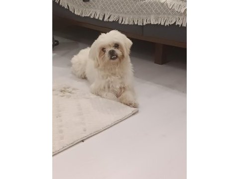 Erkek maltese terrier