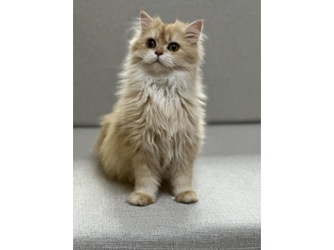Yakışıklı golden british longhair erkek