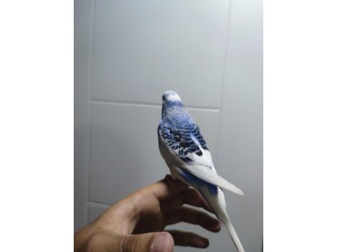 İki tane uysal dişi muhabbet kuşu