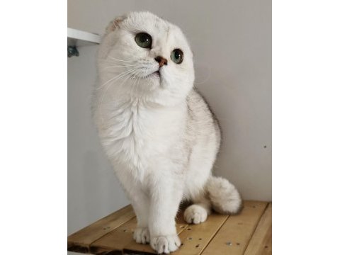 Scottish fold shorthair ns11 erkek