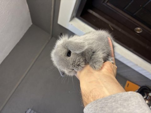 Veteriner hekimden hollanda lop mini lop ve cüce tavsan