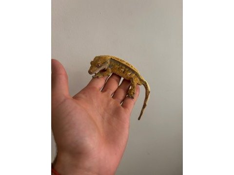 Crested gecko