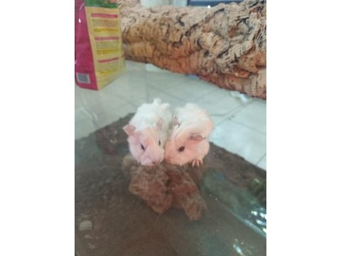 Bebek ginepigler
