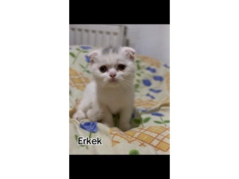 Scottish fold erkek yavrumuz
