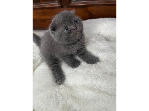 Scottish fold yavrular
