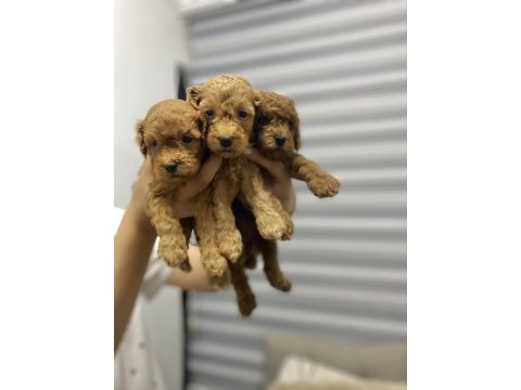 Toy poodle yavrularımız yeni yuvalarını arıyor