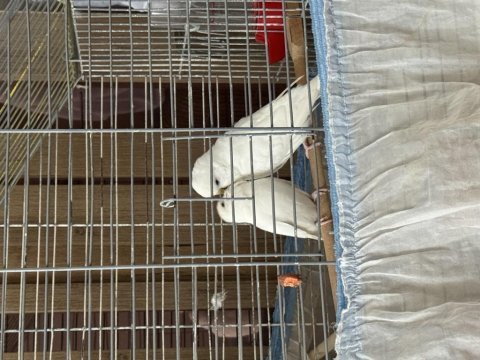 Beyaz muhabbet kuşu df jumbo