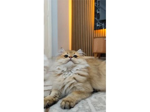 Kedimiz yeni yuvasını arıyor