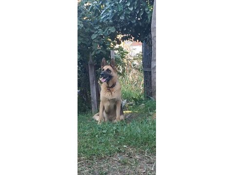 Kangal köpeği ve alman kurdu
