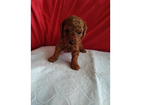 Ankaranın en seçkin toy poodle yavruları