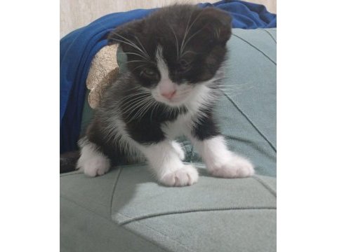 Kedimize yeni yuva arıyoruz