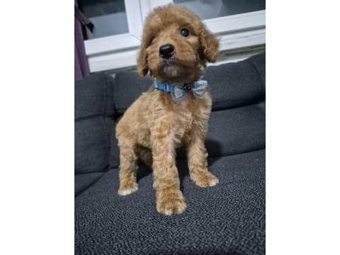 Toy poodle yavrular tuvalet eğitimli