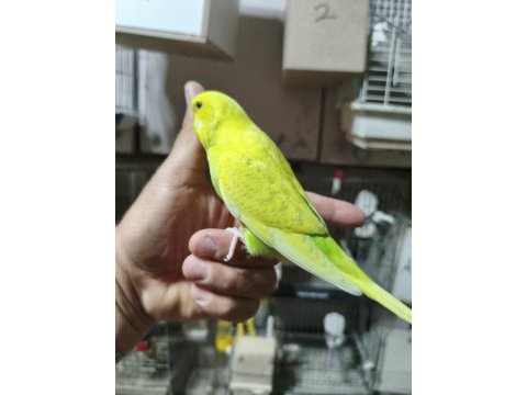 Ele alıştırmalık muhabbet kuşu