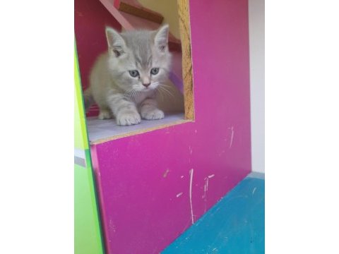 British shorthair 50 günlük yavrular (ankara)