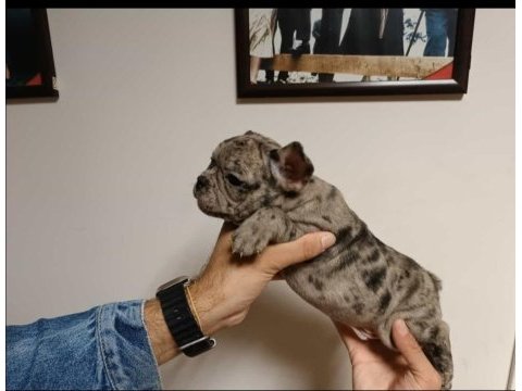 French bulldog 2 aylık