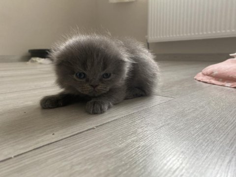 3 beyaz ve 1 gri 1 aylık yavru british longhair