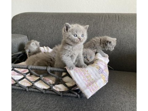 Gri british shorthair yavrular