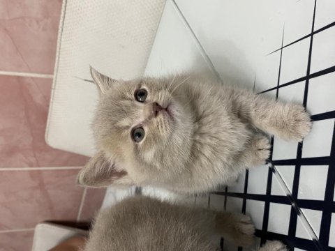 British shorthair yavruma yuva arıyorum