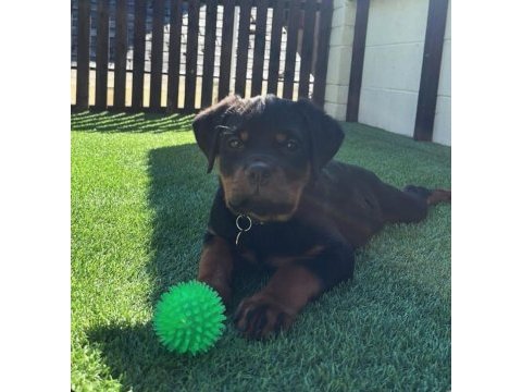 Evinizin yeni üyesi rottweiler kapıda ödeme vardır