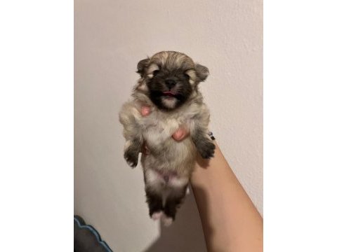 Pomeranian boo teddy bear