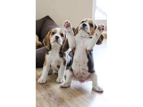 Elizabeth beagle three color safkan orijinal garantili