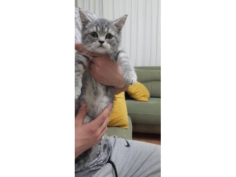 Sahiplendirilecektir british shorthair