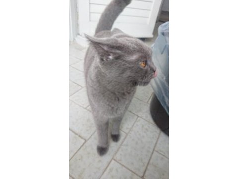 1 yaşında dişi british shorthair