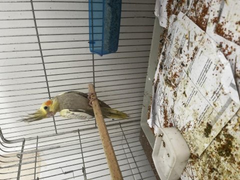 3 aylık sultan papağanı