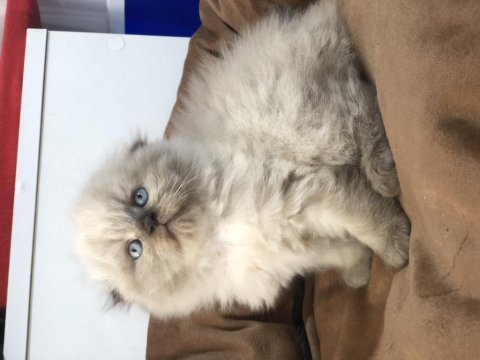 Scottish blue point