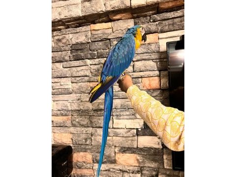 Macaw papağanlarımız