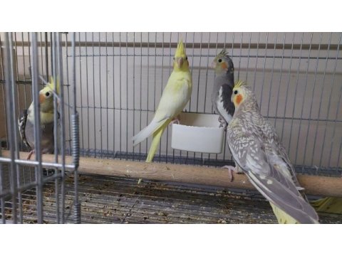 Yeni yeme düşmekte olan bebek sultan papağanı yavrular