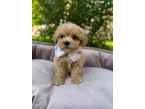 Maltipoo yavrularımız aşılı