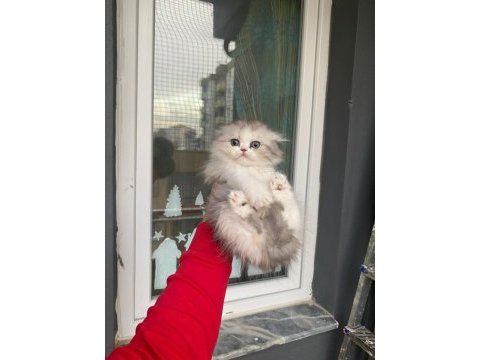 A kalite safkan chinchilla longhair kedim