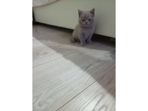 Lilac dişi british shorthair yavrular