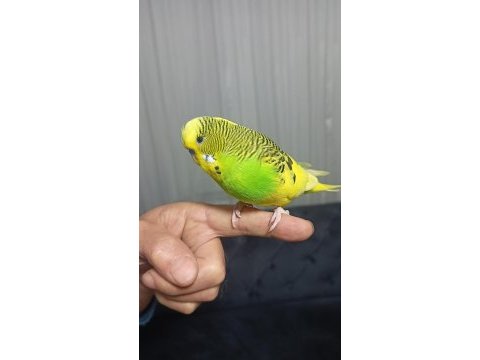 Konuşan 9 aylık muhabbet kuşu