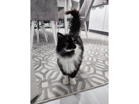 Kedimiz geceye yuva arıyoruz