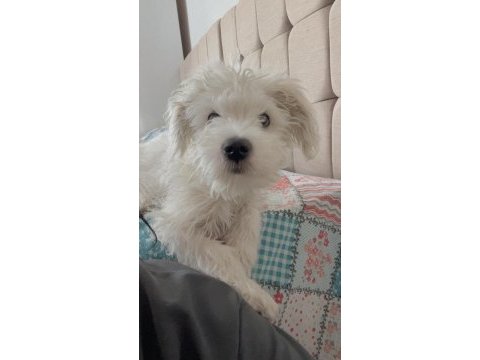 Maltese terrier erkek