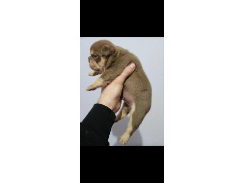 New shade rojo and tan erkek french bulldog yavrumuz