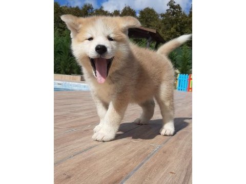 Japon akita ınu yavrulari istanbul