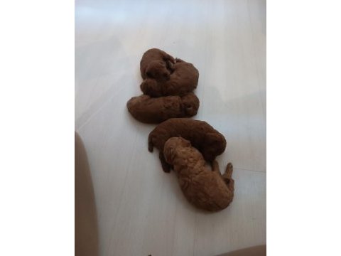 Yeni yuvasını arıyor köpeğimiz