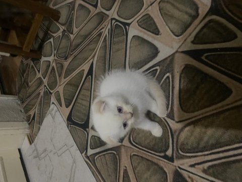 Ücretsiz sahiplendirme scottish fold