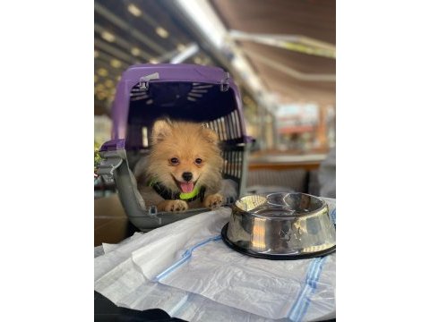 Pomeranian 4.5 aylık erkek