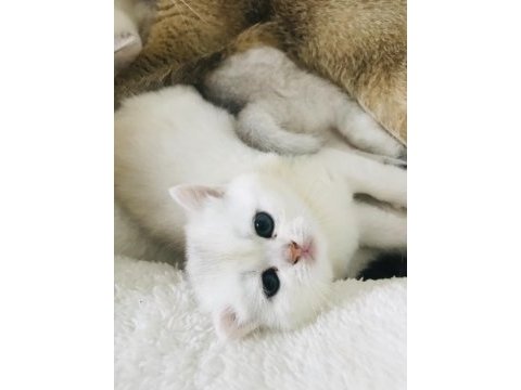 Minnoş kızım british shorthair